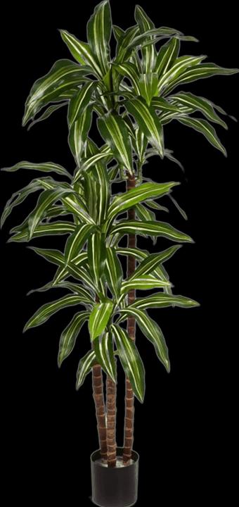 Produktbild Baq Design Dracaena Fragrans (150 cm)