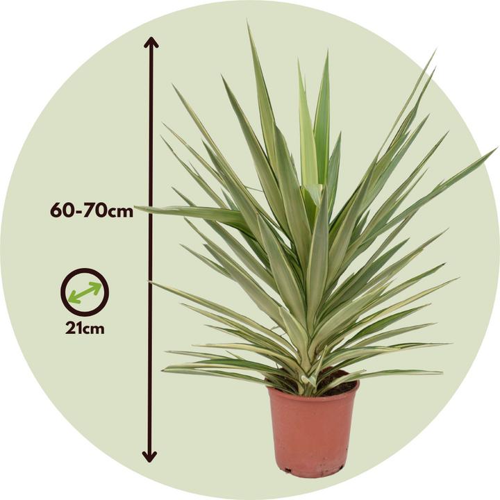 Image du produit Plant in a Box Yucca elephantipes 'Jewel' - Lis de palme (60 cm)