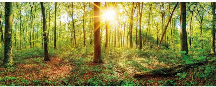 Immagine prodotto Trenddeko Nel profondo della foresta (672 x 260 cm)