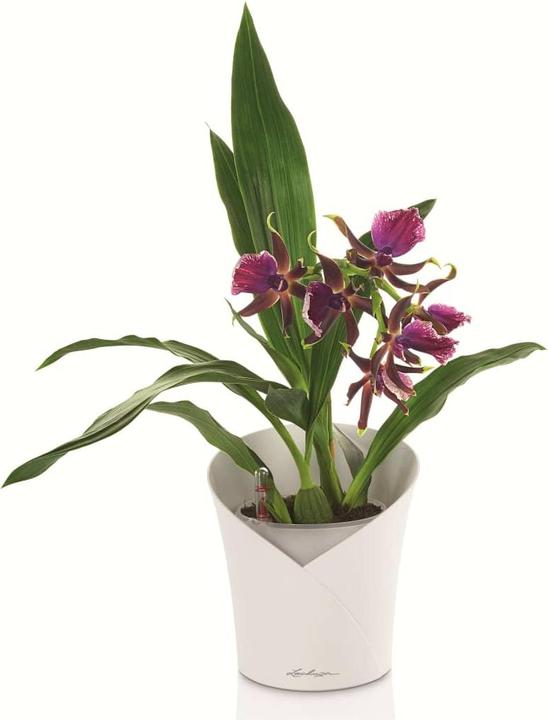 Produktbild Lechuza Orchidea (17.90 cm)