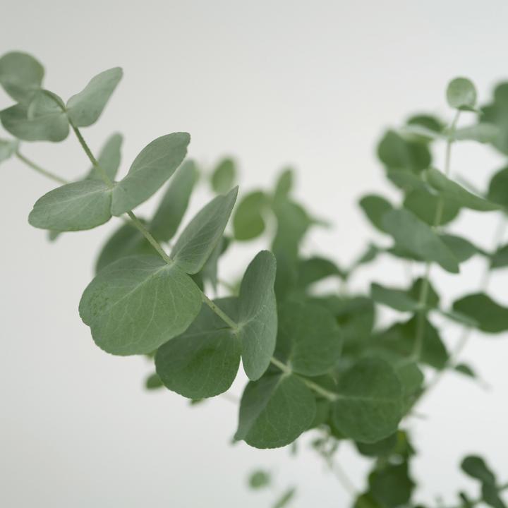 Produktbild Plant in a Box Eucalyptus Pulverulenta - 4er Set Silberblättriger Eukalyptus (25 cm)