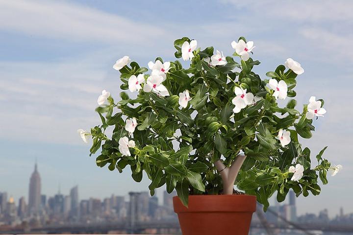 Immagine prodotto Parrot Sensore WiFi Flower Power