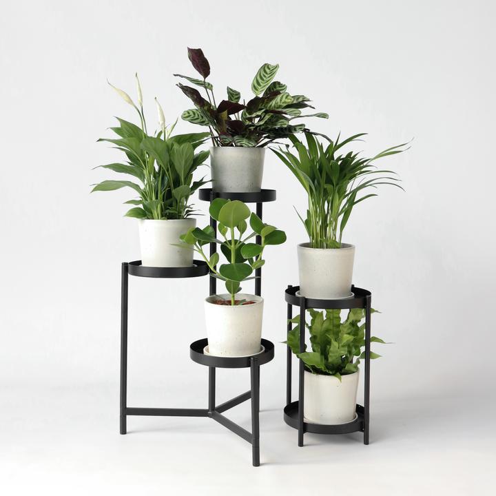 Produktbild Plant in a Box Areca, Asplenium, Clusia, Philodendron, Spathiphyllum - 5er Mischung Lufreinigende pflanzen (25 cm)