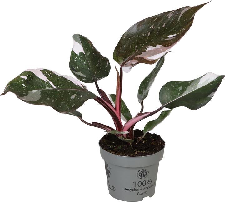 Image du produit Mahaloplants Philodendron Red Anderson (25 cm)