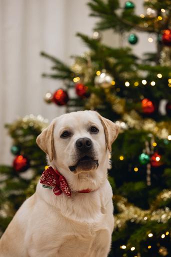 Immagine prodotto Beeztees Peluche natalizio rosso (Maglione per cani)