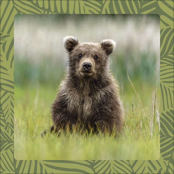 Produktbild Achtung wild - Tiere aus aller Welt 2026 (30 x 30 cm, Harter Einband, Deutsch)
