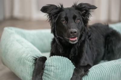 Produktbild Trixie Hondenmand Vital Jonna Ribfluweel Saliegroen - 100X70 Cm (Hund)