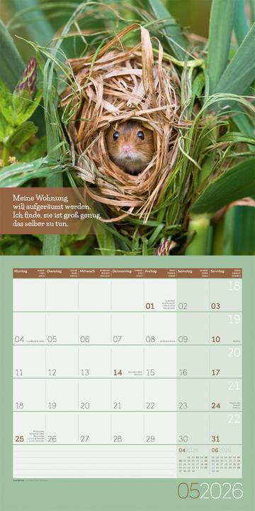 Produktbild Keep Smiling! Kalender 2026 - 30x30 (30 x 30 cm, Deutsch, Englisch, Französisch)