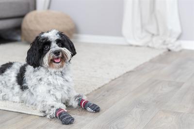 Immagine prodotto Trixie Calzini per cani (XS, S, Calzini per cani)