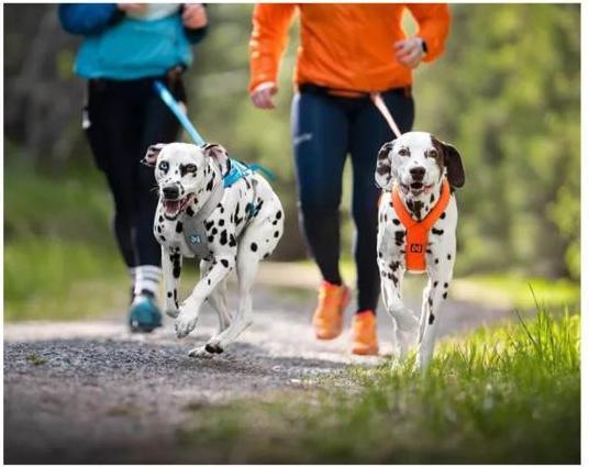 Image du produit Non-Stop Dogwear Harnais Freemotion 5.0 (M, Chien, Sport canin)