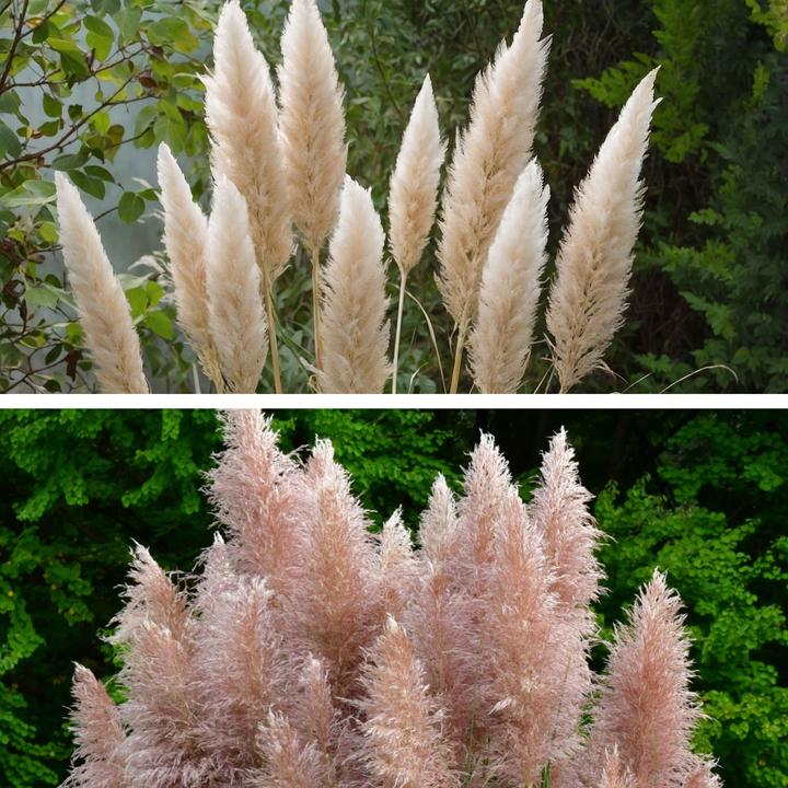 Actual product image Plant in a Box Cortaderia selloana - Set of 6 pampas grasses (25 cm)