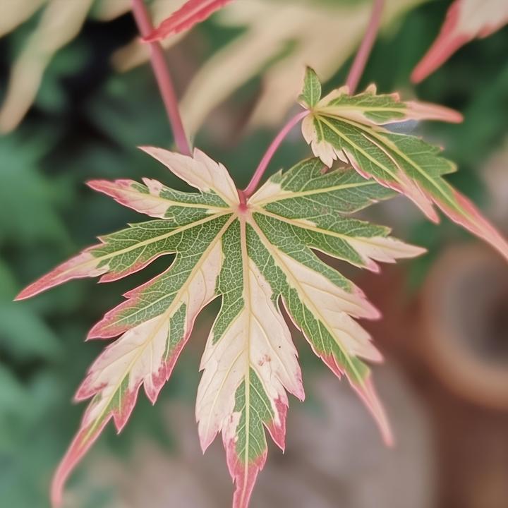 Produktbild Plant in a Box Acer Palmatum 'Taylor' - 2er Set Ahornbäume (50 cm)