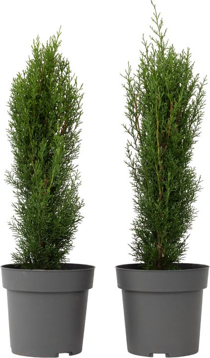 Plant in a Box Cupressus sempervirens totem - 2er Set Toskanische Zypresse (80 cm)