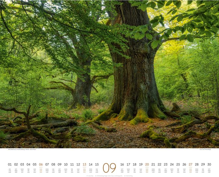 Actual product image Wald Kalender 2026 (54 x 48 cm, Hardcover, German, French, English)