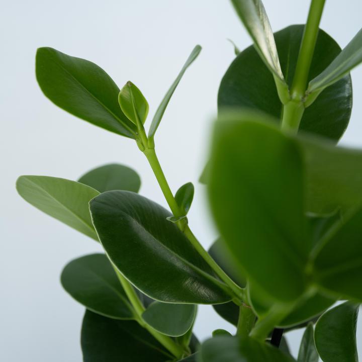 Actual product image Plant in a Box Clusia rosea 'Princess' - Balsam apple (25 cm)