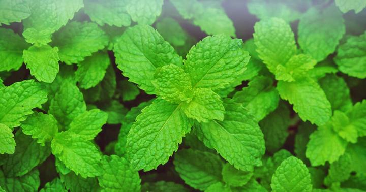 Actual product image Zimmerli Adaptogene Peppermint Tea (BIO) (50 g)