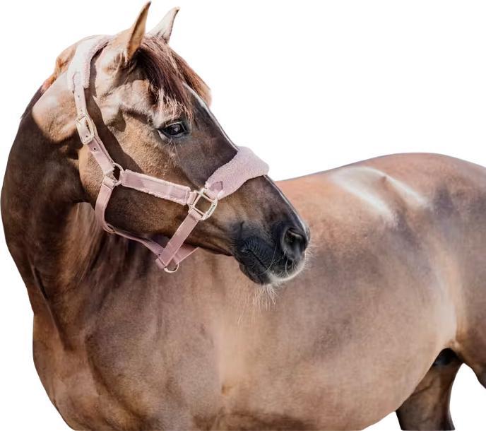 Kentucky Horsewear Teddy