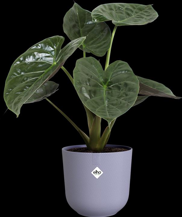 Image du produit Elho Jazz rond (23 cm)