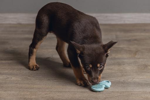 Immagine prodotto Beeztees Succhietto dentale (Gioco da masticare per cani)