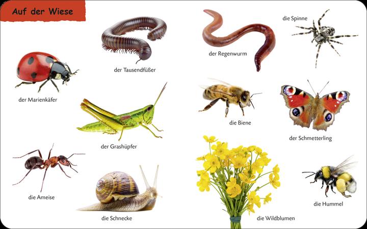 Immagine prodotto Duden: 12+: Kennst du das? Die Tiere (Tedesco)