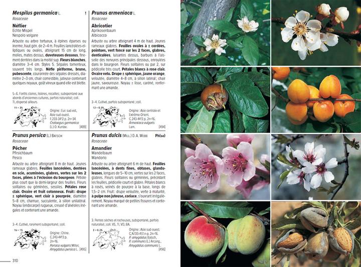 Image du produit Flora Helvetica - Flore illustrée de Suisse (Français, Andreas Gygax, Konrad Lauber, Gerhart Wagner, 2024)