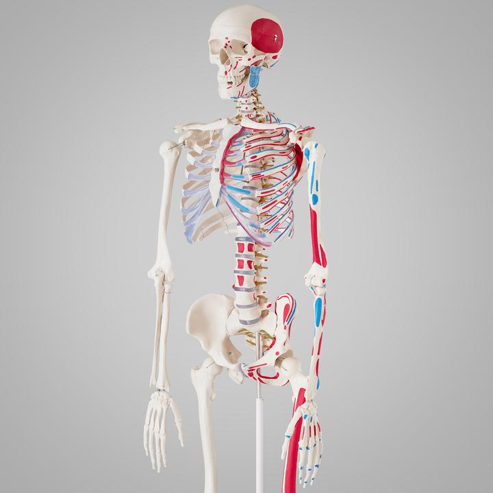 Actual product image tectake Anatomy skeleton