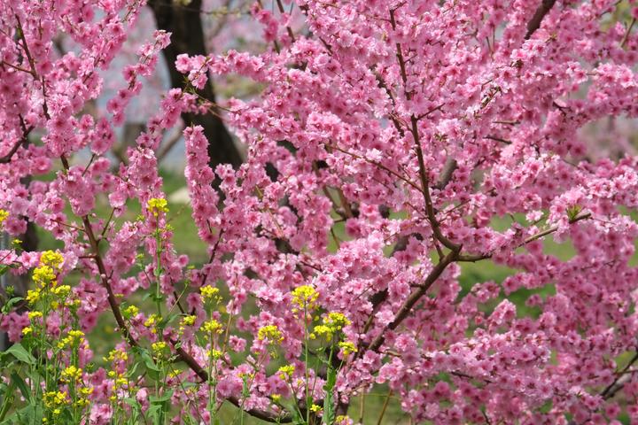 Immagine prodotto Fujifilm Fujinon XF 55-200mm f/3.5-4.8 R LM OIS (Fujifilm Fujinon XF, APS-C / DX)