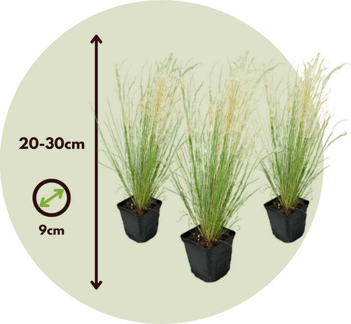 Image du produit Plant in a Box Stipa tenuifolia 'Pony Tails' - Set de 3 plumeaux décoratifs (20 cm)