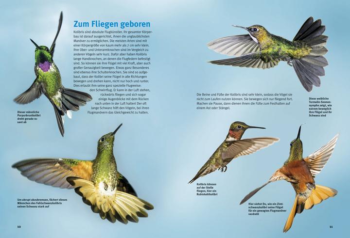 Actual product image Entdecke die Kolibris (German, Leonie Proscurcin, 2016)