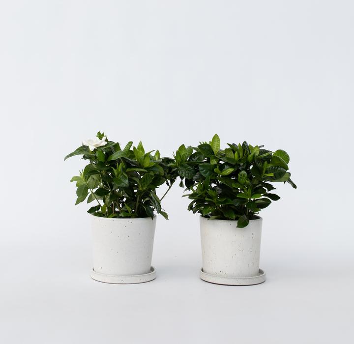 Produktbild Plant in a Box Gardenia Jasminoides - 4er Set Gartenien (20 cm)