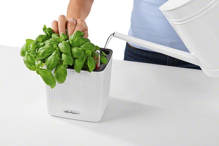 Actual product image Lechuza Cube Color (14 cm)