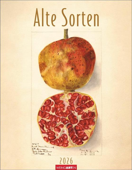 Produktbild Alte Sorten Kalender 2026 (34 x 44 cm, Harter Einband, Deutsch)