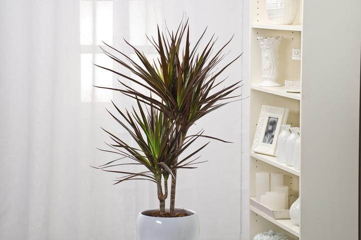 Produktbild Plant in a Box Dracaena Marginata Magenta - Drachenbaum (110 cm)