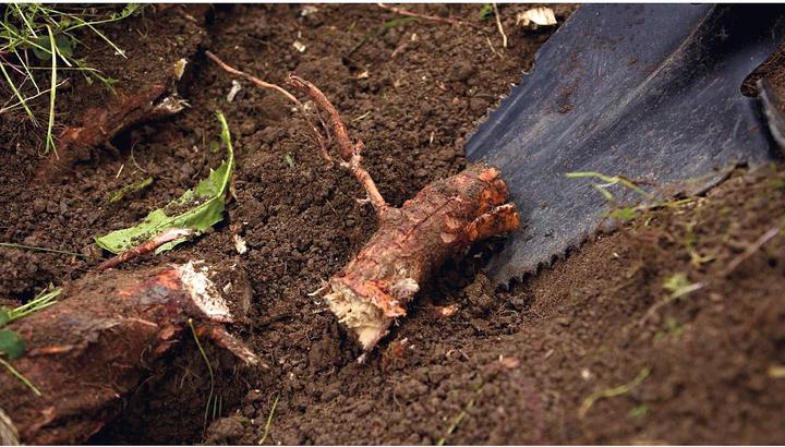 Actual product image Hammersmith RayzerShovel