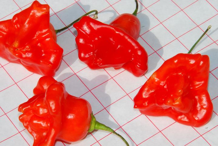 Immagine prodotto Zollinger Bio Chili, Glockenchili