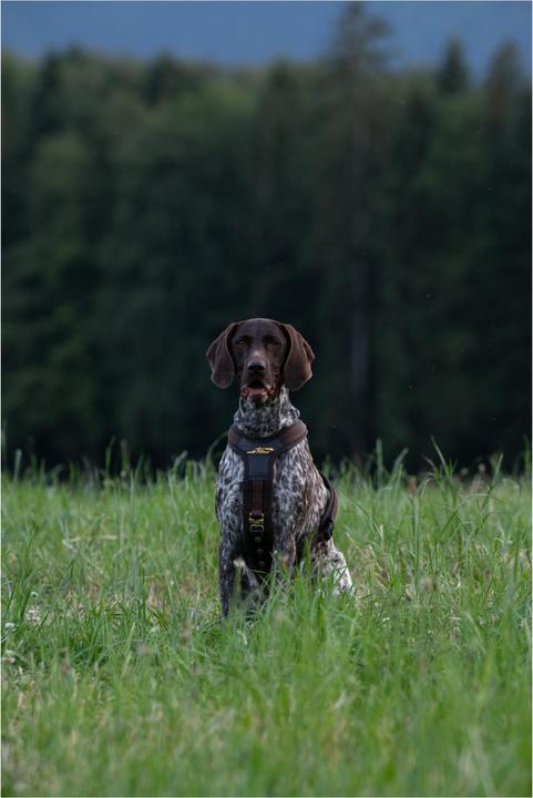 Produktbild Niggeloh Hundeführgeschirr Follow (S, Hund, Allgemein)