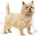 Actual product image Royal Canin CCN Light Weight Care Mini (Adult, 1 pcs., 3000 g)