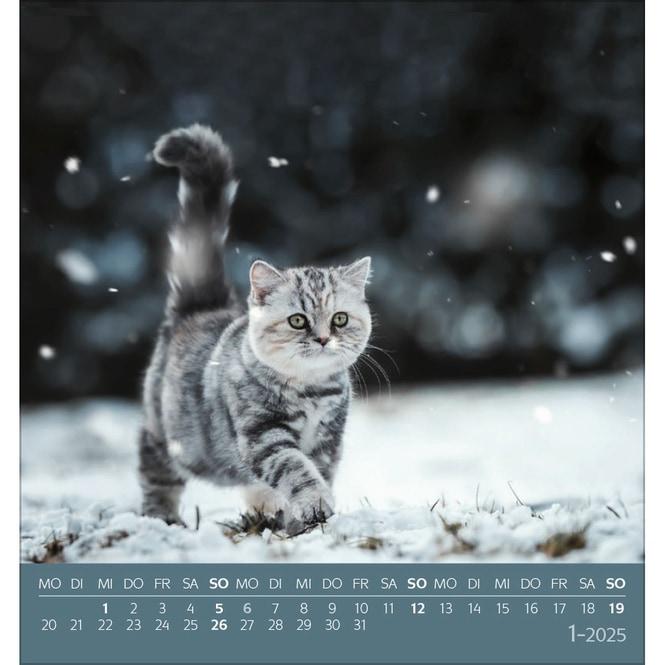 Produktbild Schmusekatzen 2025 (17 x 16 cm, Deutsch)