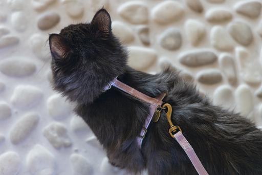 Image du produit Designed by Lotte Harnais de chat Virante (L, Chat, Promenade)
