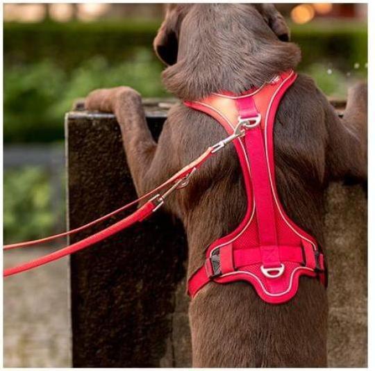 Actual product image Curli Adjustable nylon lead brown M (M, Dog)