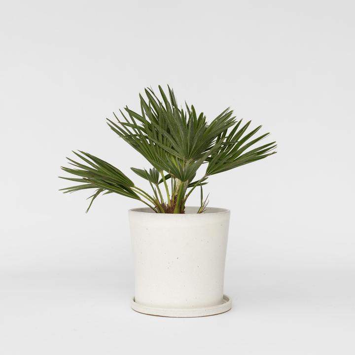 Image du produit Plant in a Box Chamaerops 'Vulcano' - Palmier nain volcanique (35 cm)