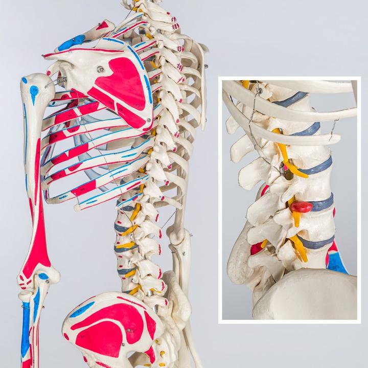 Actual product image tectake Anatomy skeleton