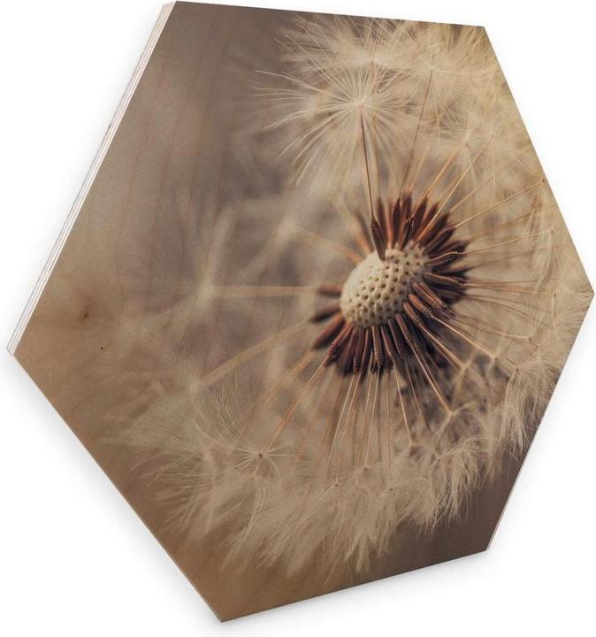 Produktbild Trenddeko Delgado - Pusteblume (35 x 30 cm)