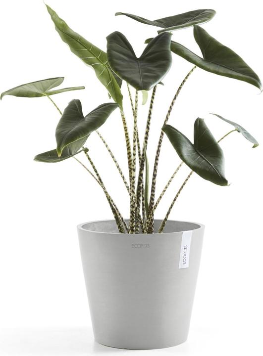 Produktbild Ecopots Amsterdam + Wasserbehälter (40 cm)