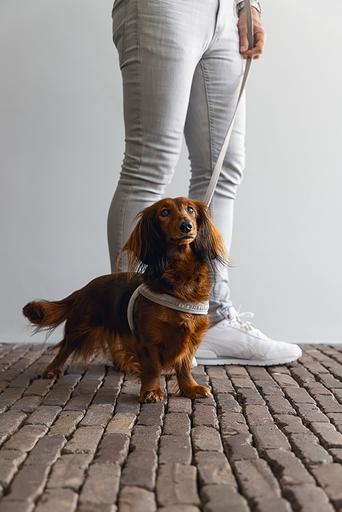 Actual product image Designed by Lotte Velura (XXS, XS, S, M, L, Dog, General)