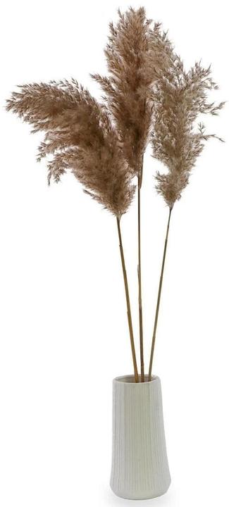 Soli Collection Trockenblumen Pampasgras 3er Set, Naturfarben (Pampasgras)