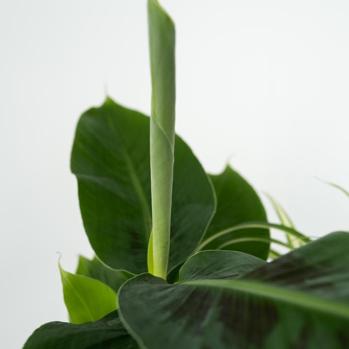 Produktbild Plant in a Box Chlorophytum, Cyperus, Musa, Areca - 4er Mischung Haustierfreundliche pflanzen (25 cm)
