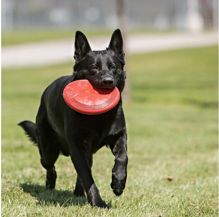 Image du produit KONG dépliants (Jouet à lancer chien)