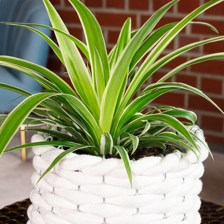 Image du produit Flowerbox Lis vert "Ocean" - Chlorophytum Comosum (20 cm)