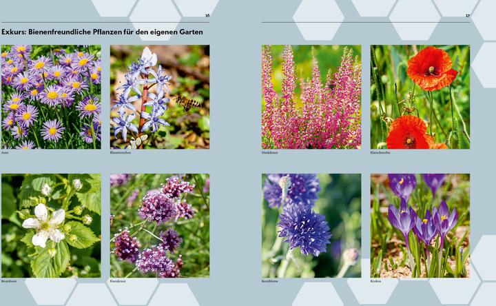 Produktbild Imkern – Bienenhaltung für Einsteiger (Deutsch, Pia Schad, 2022)